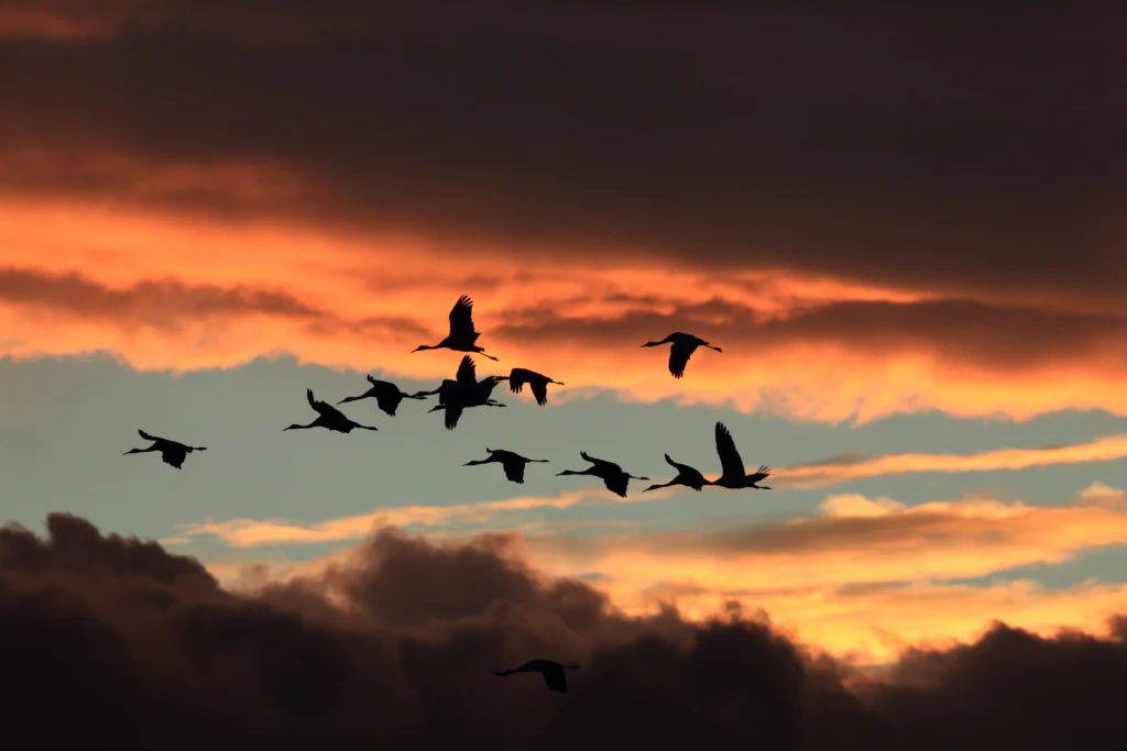 Sandhill Cranes at Bosque del Apache Wildlife Reserve in New Mexico. Photo by Frank Fichtmueller/Shutterstock.