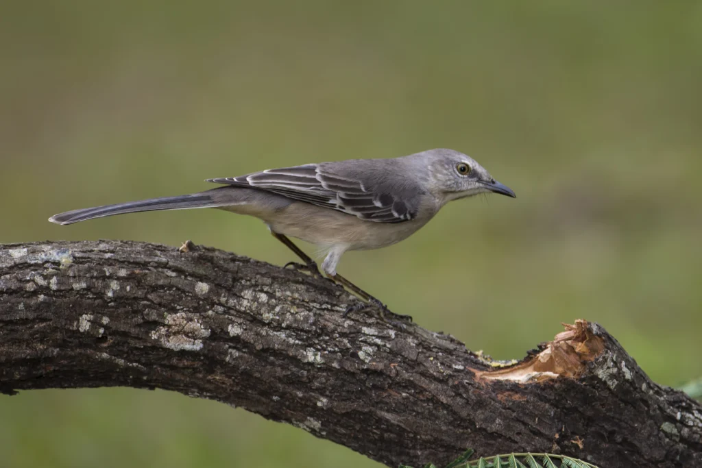 Northern Mockingbird. Photo by Larry Master, masterimages.org.