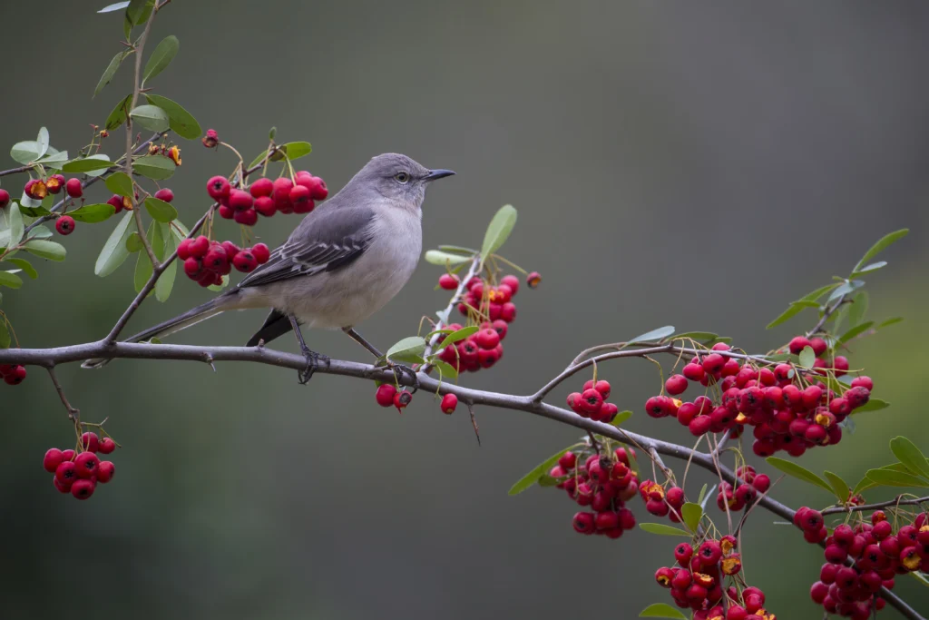 Northern Mockingbird. Photo by Larry Master, masterimages.org.