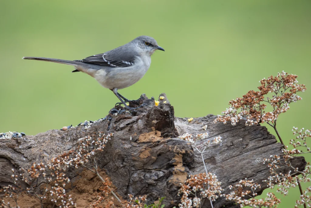 Northern Mockingbird. Photo by Larry Master, masterimages.org.