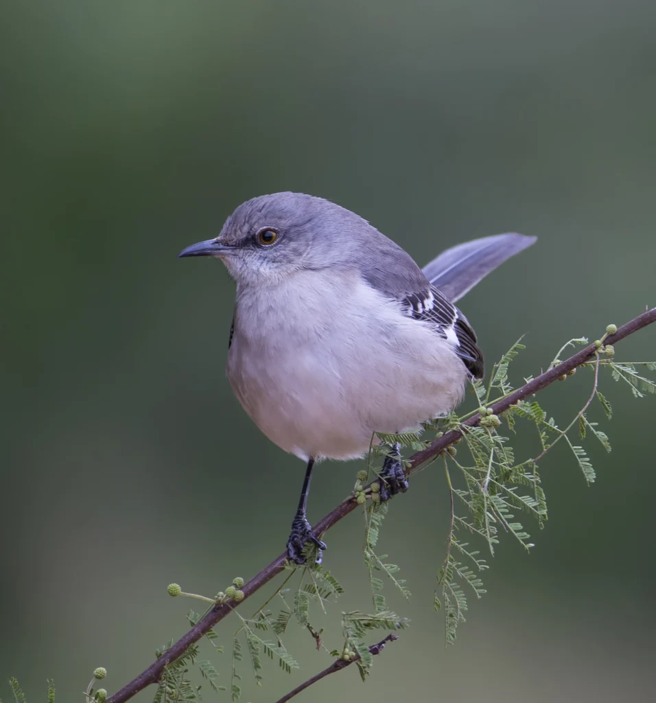 Northern Mockingbird. Photo by Larry Master, masterimages.org.