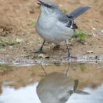 Northern Mockingbird. Photo by Larry Master, masterimages.org.