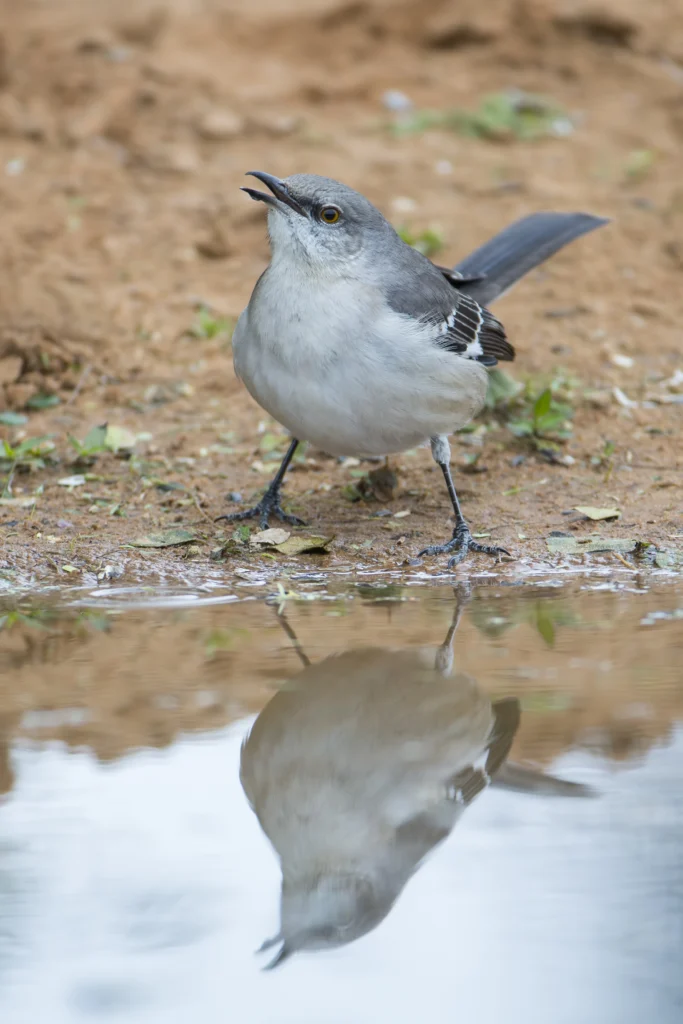 Northern Mockingbird. Photo by Larry Master, masterimages.org.