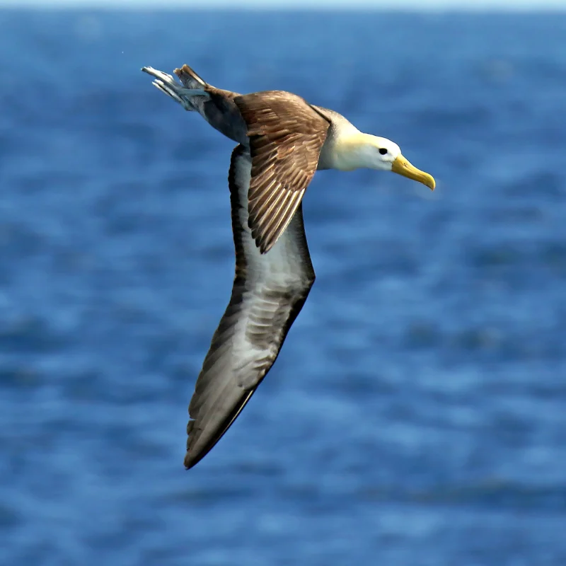 Waved Albatross by Agami Photo Agency / Shutterstock