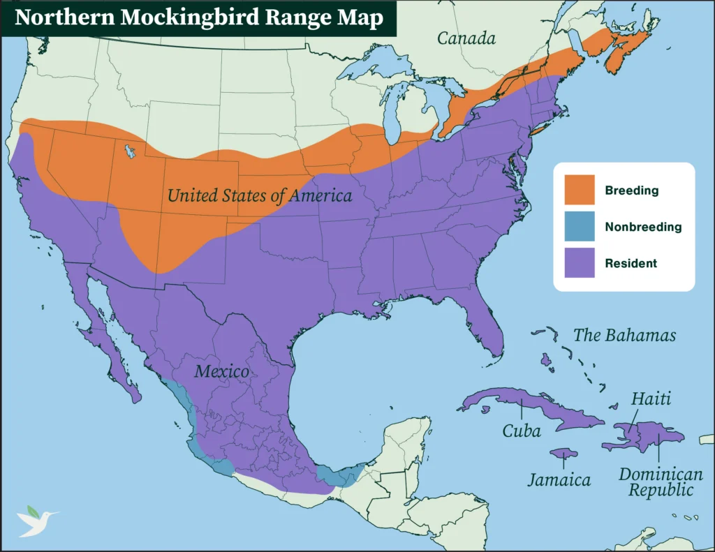 Northern Mockingbird range map.