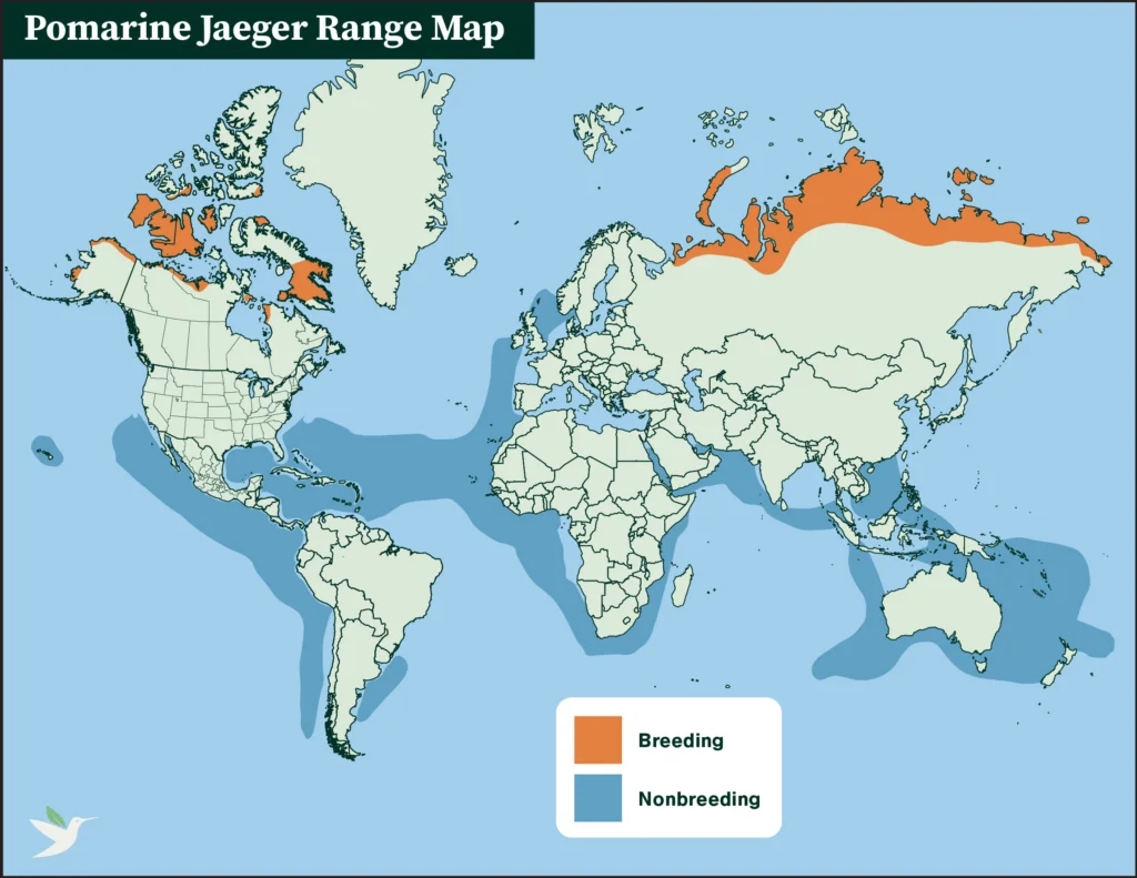 Pomarine Jaeger range map