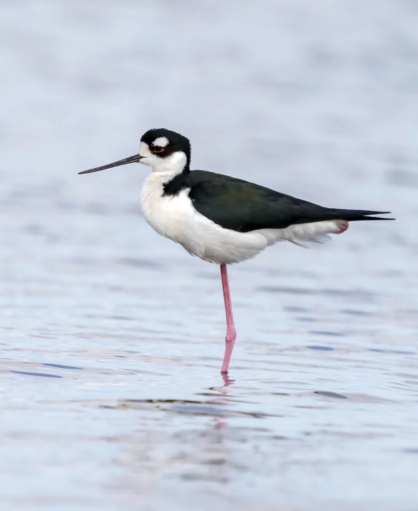 Black-necked Stilt. Photo by Larry Master, masterimages.org.