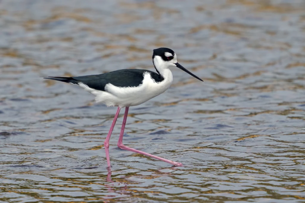 Black-necked Stilt. Photo by Larry Master, masterimages.org.