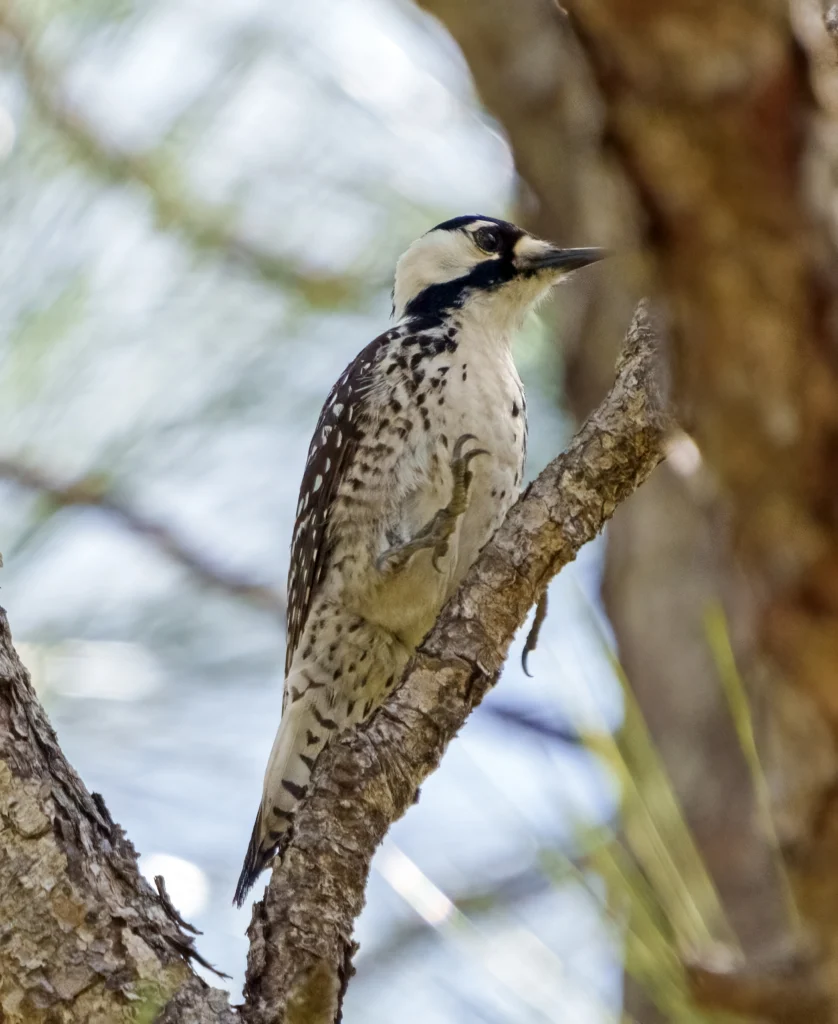 Red-cockaded Woodpecker. Photo by Larry Master, masterimages.org.