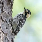 Red-cockaded Woodpecker. Photo by Larry Master, masterimages.org.