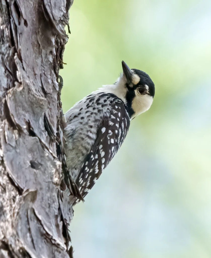 Red-cockaded Woodpecker. Photo by Larry Master, masterimages.org.
