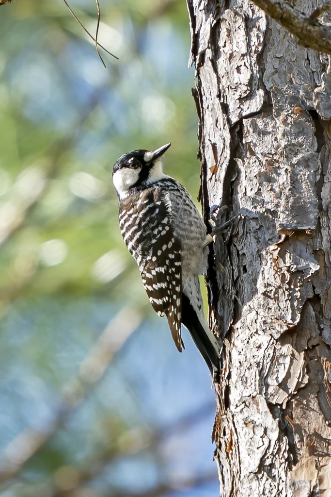 Red-cockaded Woodpecker. Photo by Larry Master, masterimages.org.