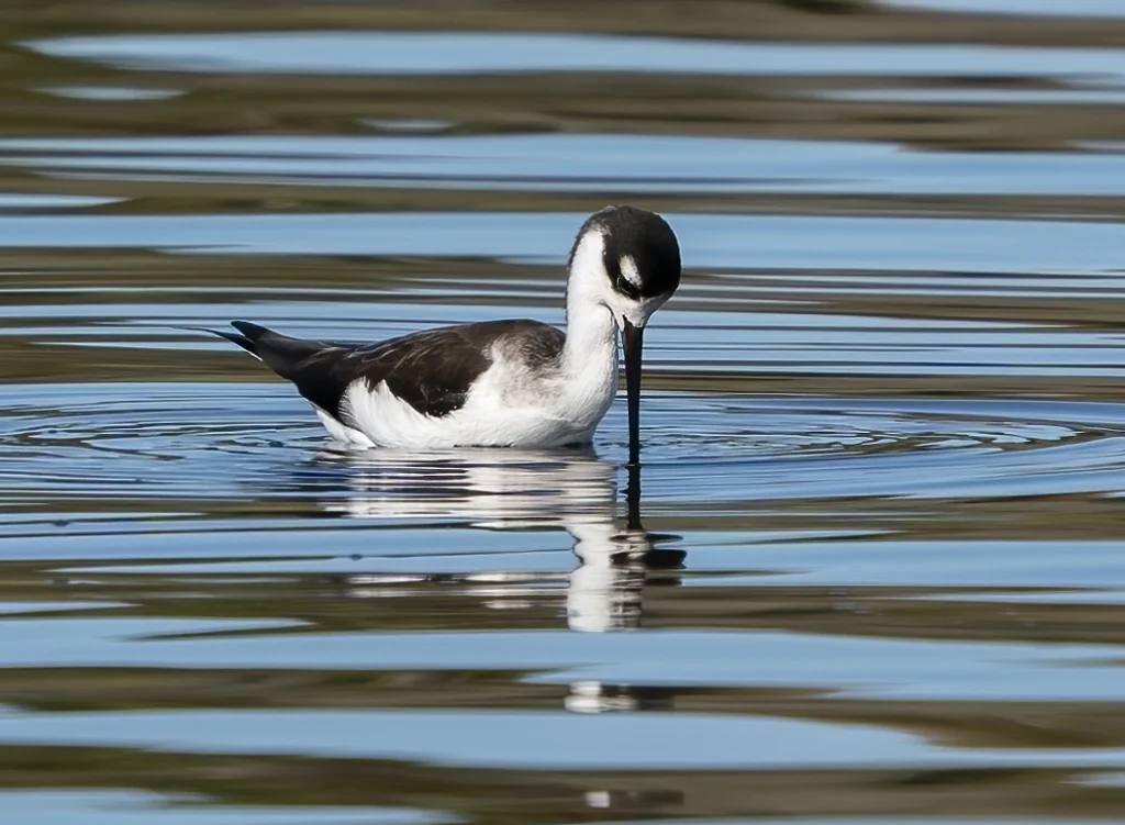 Black-necked Stilt. Photo by Larry Master, masterimages.org.