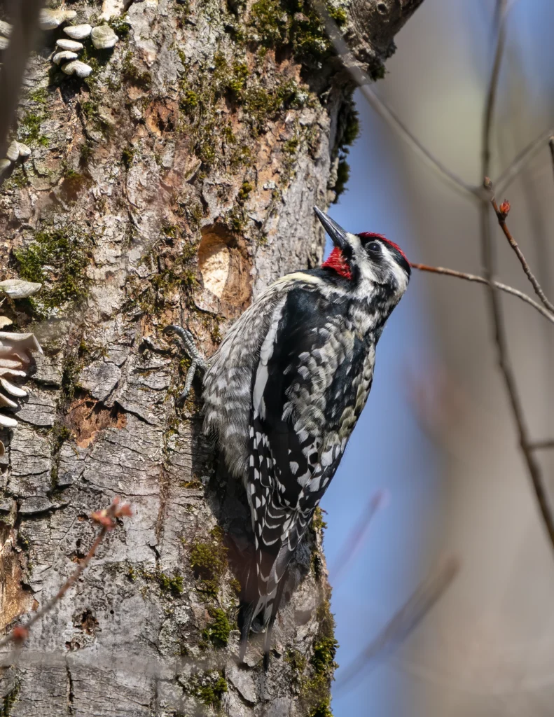 Yellow-bellied Sapsucker. Photo by Larry Master, masterimages.org.