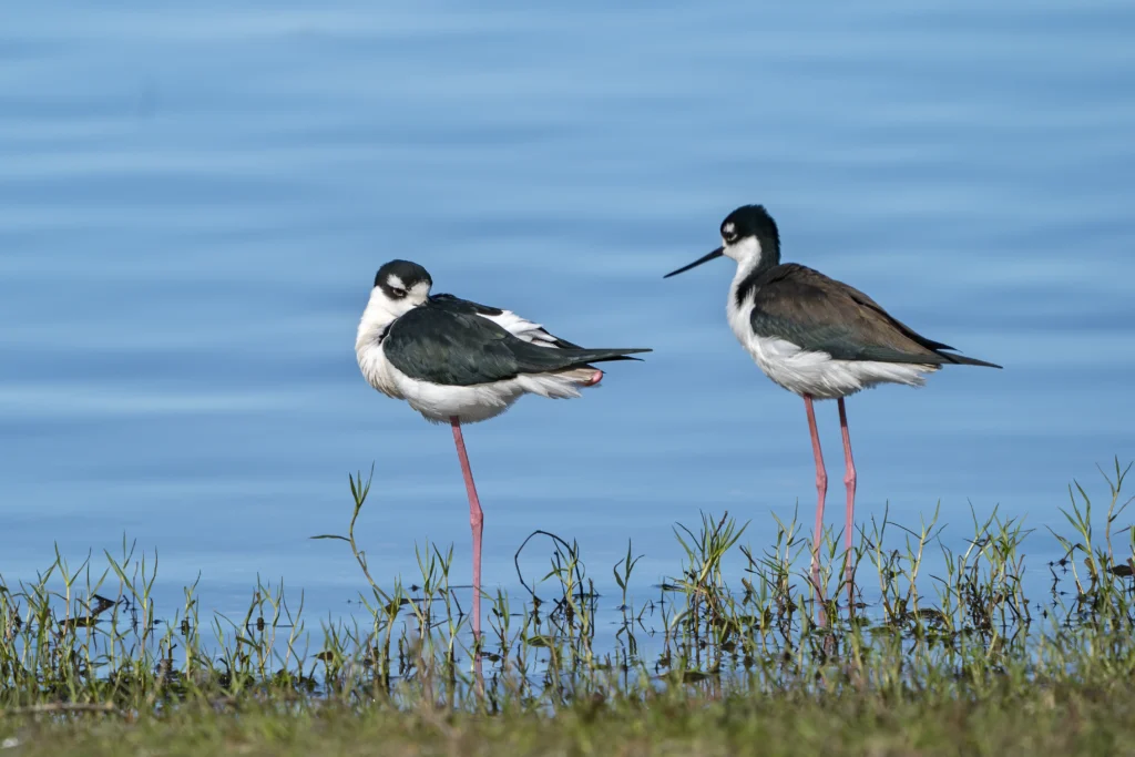 Black-necked Stilts. Photo by Larry Master, masterimages.org.