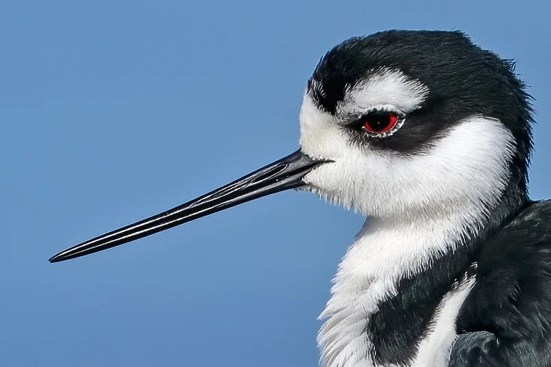 Black-necked Stilt. Photo by Larry Master, masterimages.org.