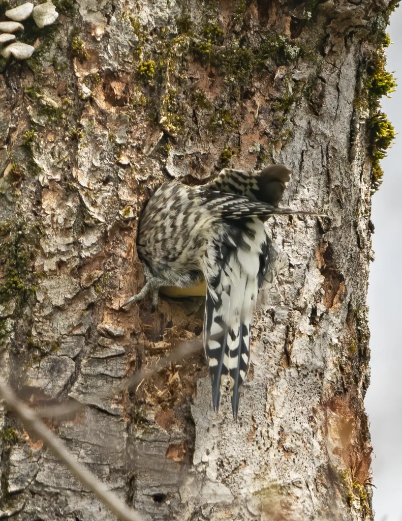 Yellow-bellied Sapsucker digging nest cavity. Photo by Larry Master, masterimages. org.