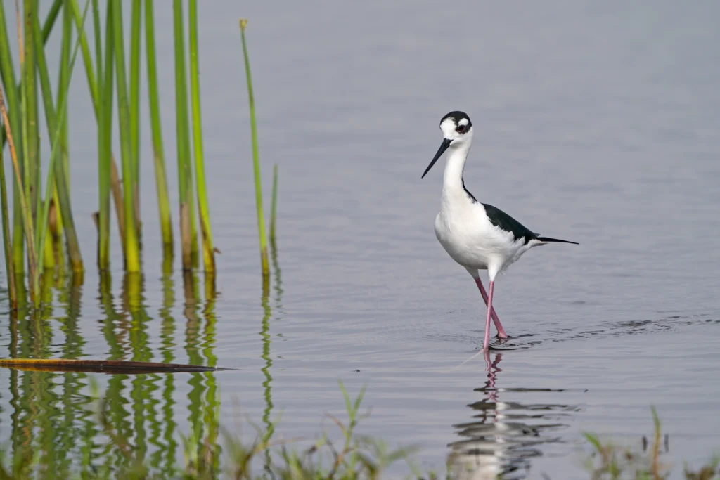 Black-necked Stilt. Photo by Larry Master, masterimages.org.