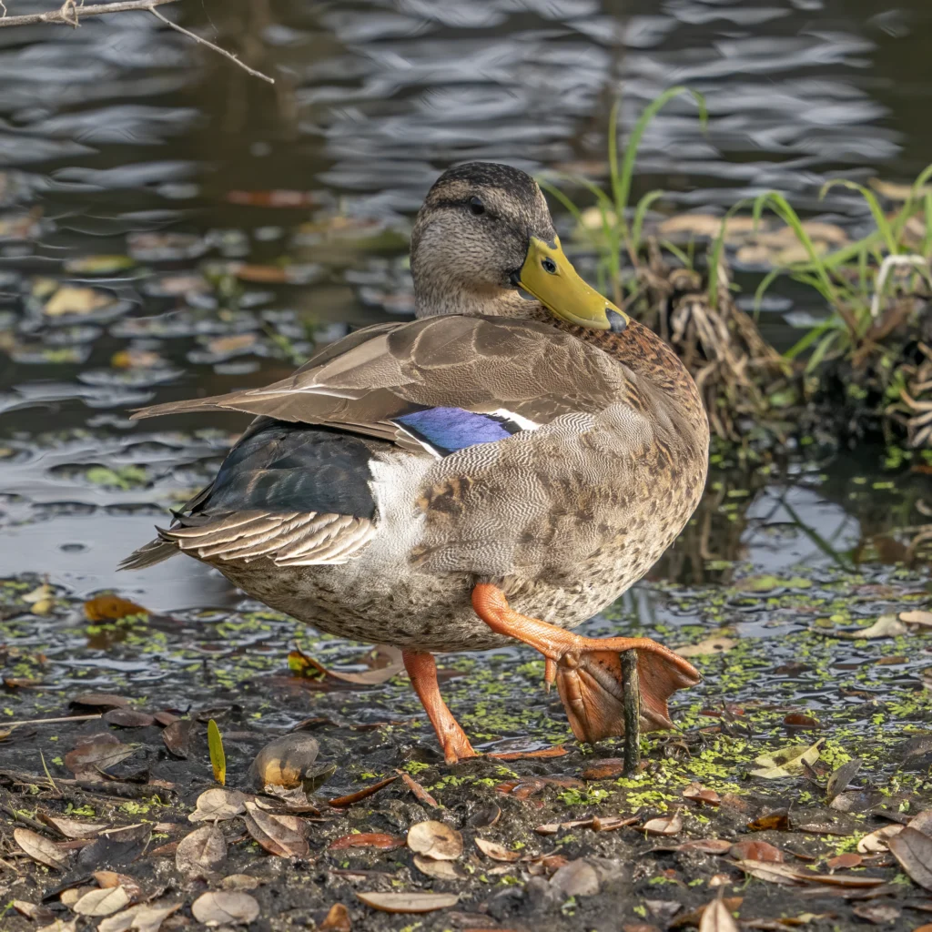 Mallard female. Photo by Larry Master, masterimages.org