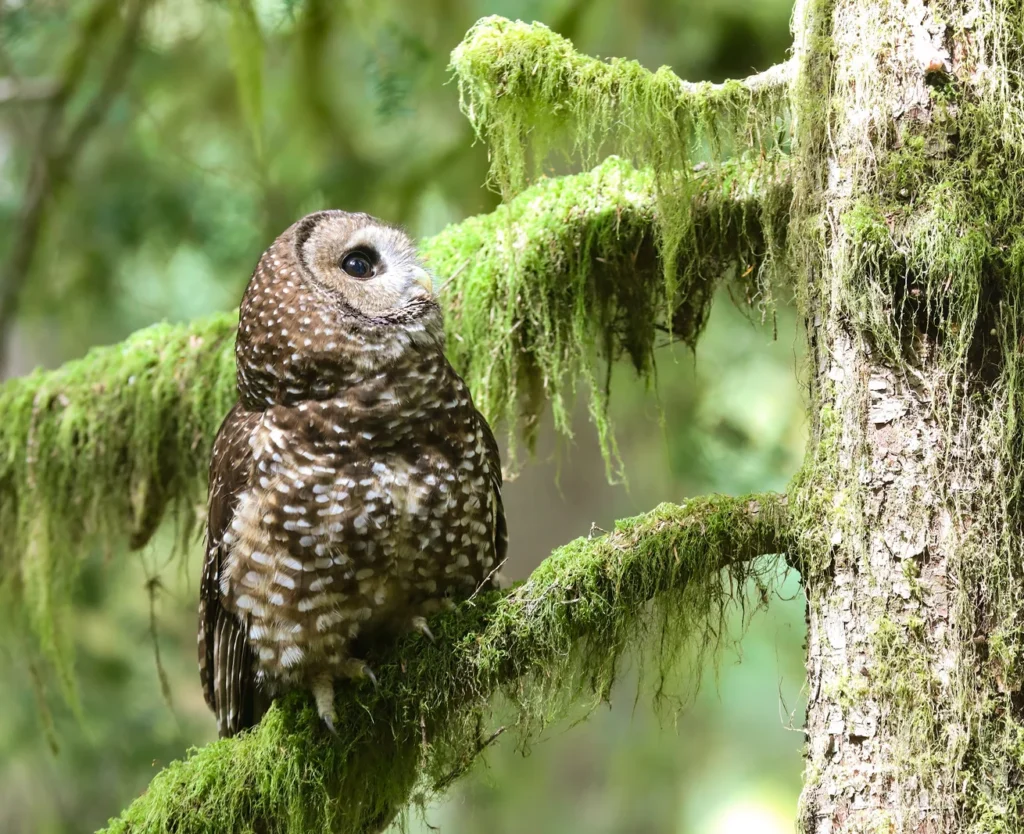 Northern Spotted Owl. Photo by Scott Carpenter.