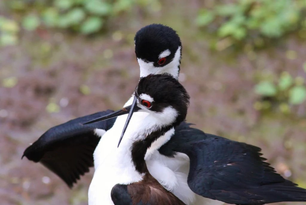 Black-necked Stilts. Photo by Philip Rathner, Shutterstock.