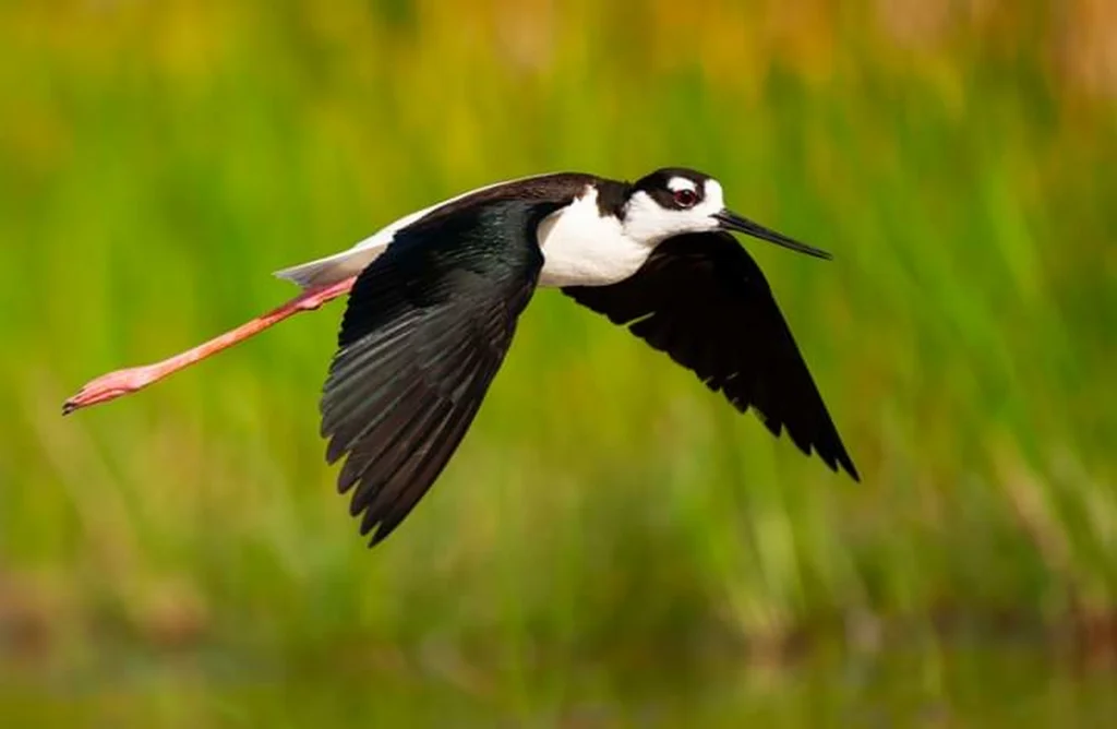 Black-neck Stilt. Photo by DANY STOCK, Shutterstock.