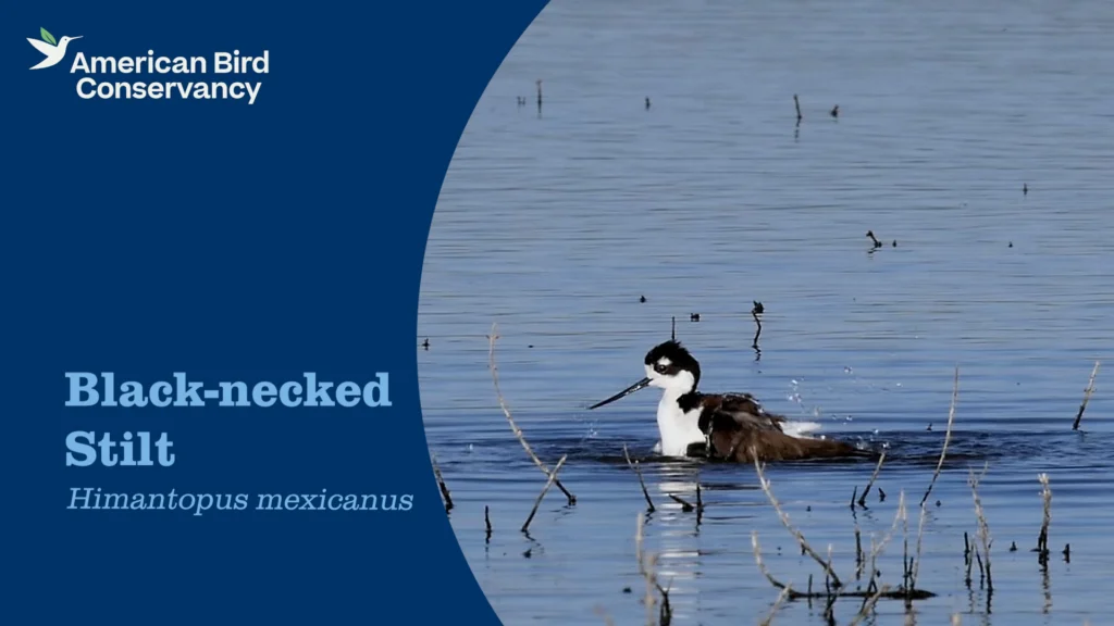 Black-necked Stilt YouTube Thumbnail.