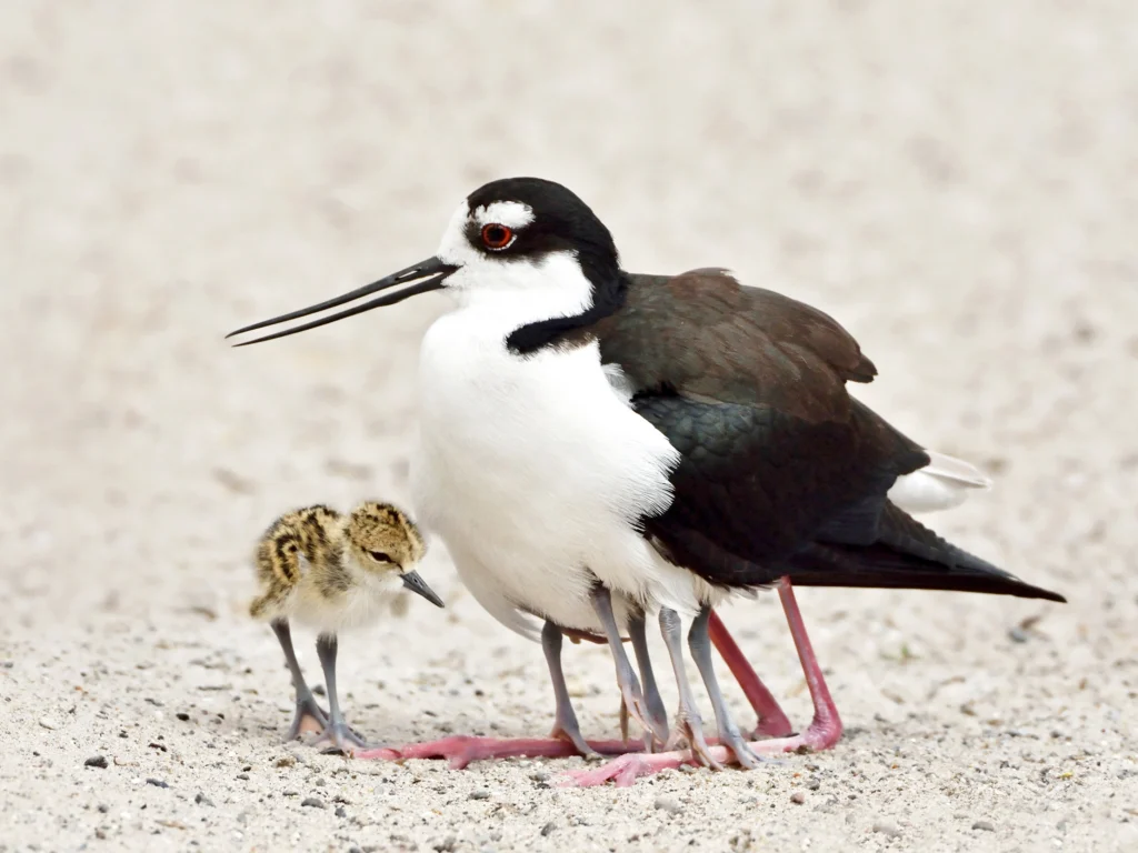 Black-necked Stilt and chicks. Photo by Dennis Jacobsen, Shutterstock.