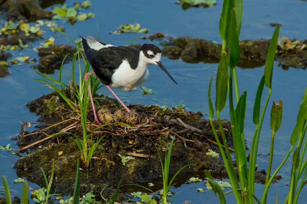 Black-necked Stilt at nest with eggs. Photo by FloridaStock, Shutterstock.