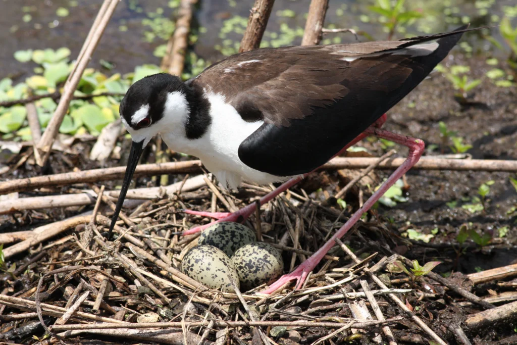 Black-necked Stilt at nest with eggs. Photo by Philip Rathner, Shutterstock.