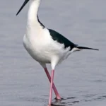 Black-necked Stilt. Photo by Larry Master, masterimages.org