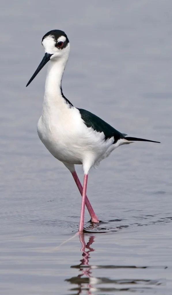 Black-necked Stilt. Photo by Larry Master, masterimages.org