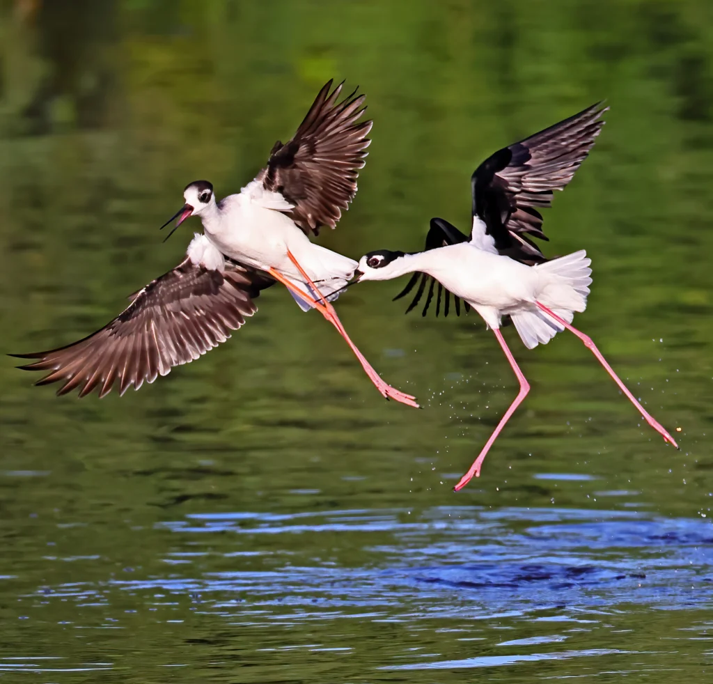 Black-necked Stilts. Photo by Greg Homel, Natural Elements Productions.