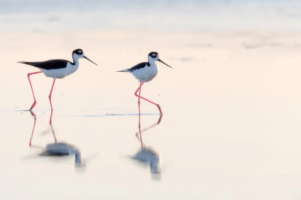 Black-necked Stilts. Photo by DesiDrewPhotography, Shutterstock.