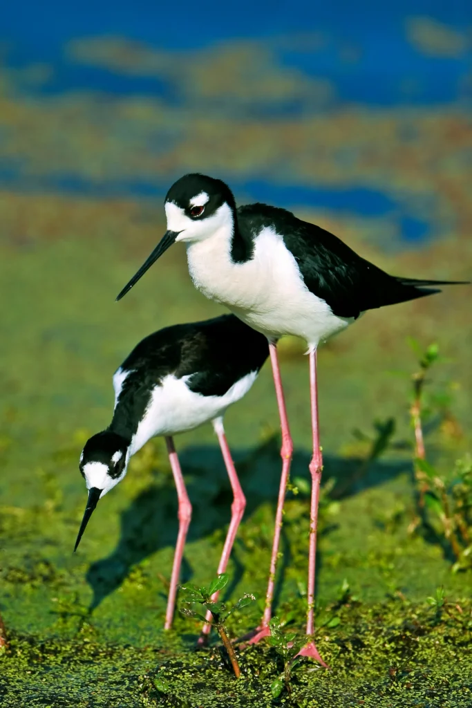 Black-necked Stilts. Photo by FloridaStock, Shutterstock.