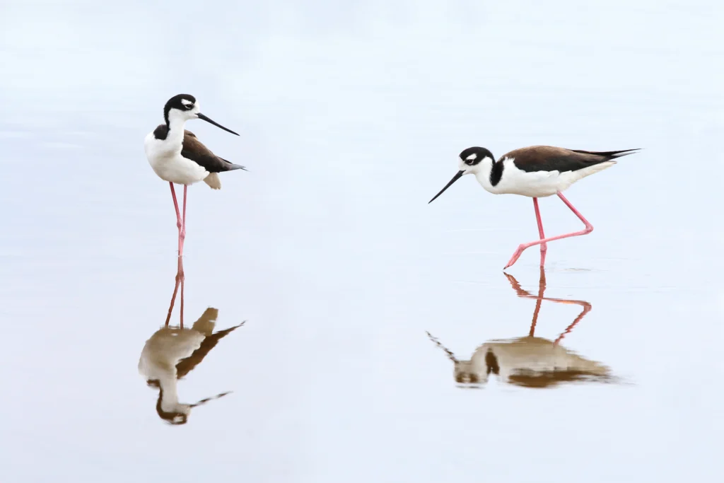 Black-necked Stilts. Photo by Brian Lasenby, Shutterstock.