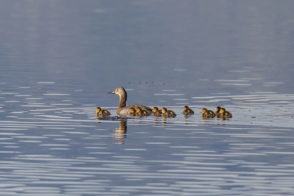 Canvasback female with ducklings. Photo by vagabond54, Shutterstock.