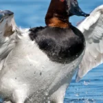 Canvasback male. Photo by Brian E Kushner, Shutterstock.