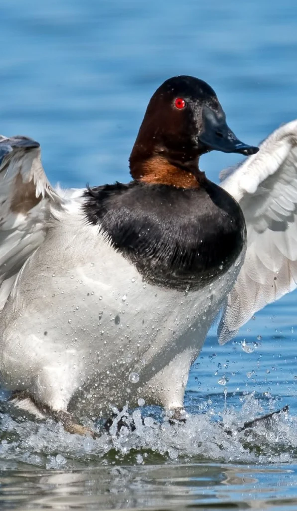 Canvasback male. Photo by Brian E Kushner, Shutterstock.