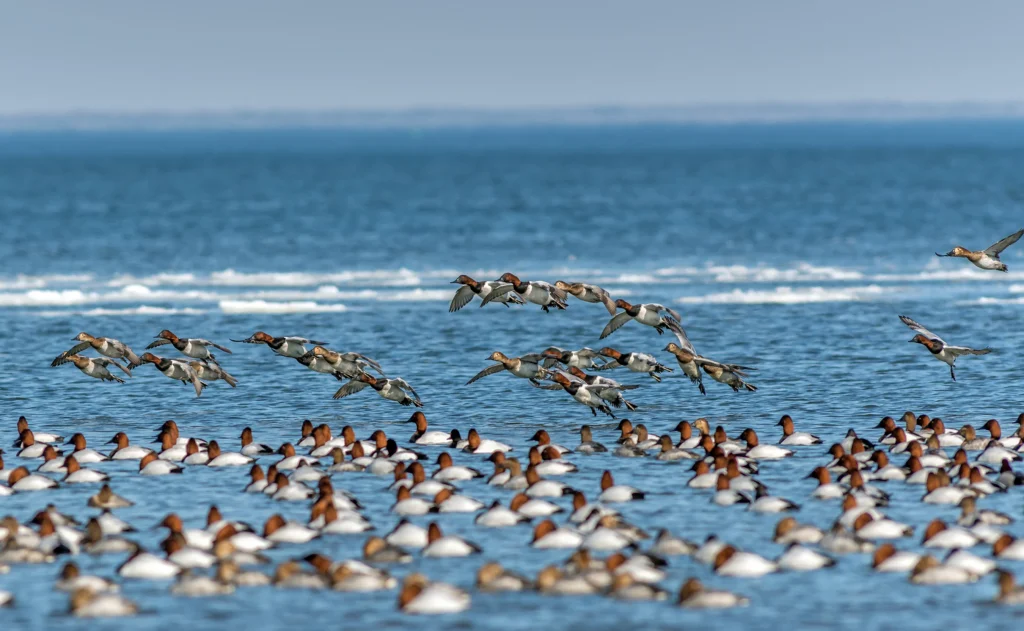 Canvasback flock. Photo by Lone Wolf Photography, Shutterstock.