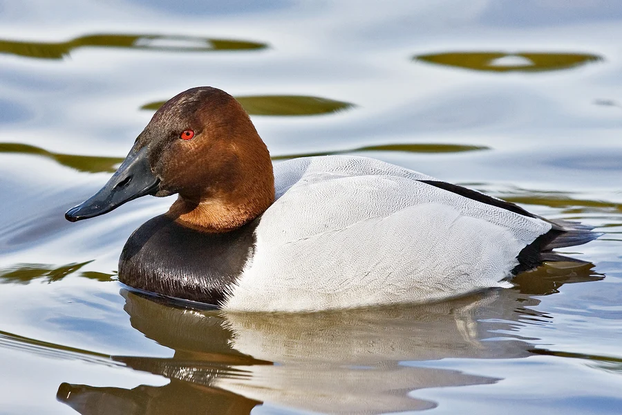 Canvasback male. Photo by Alan Wilson.