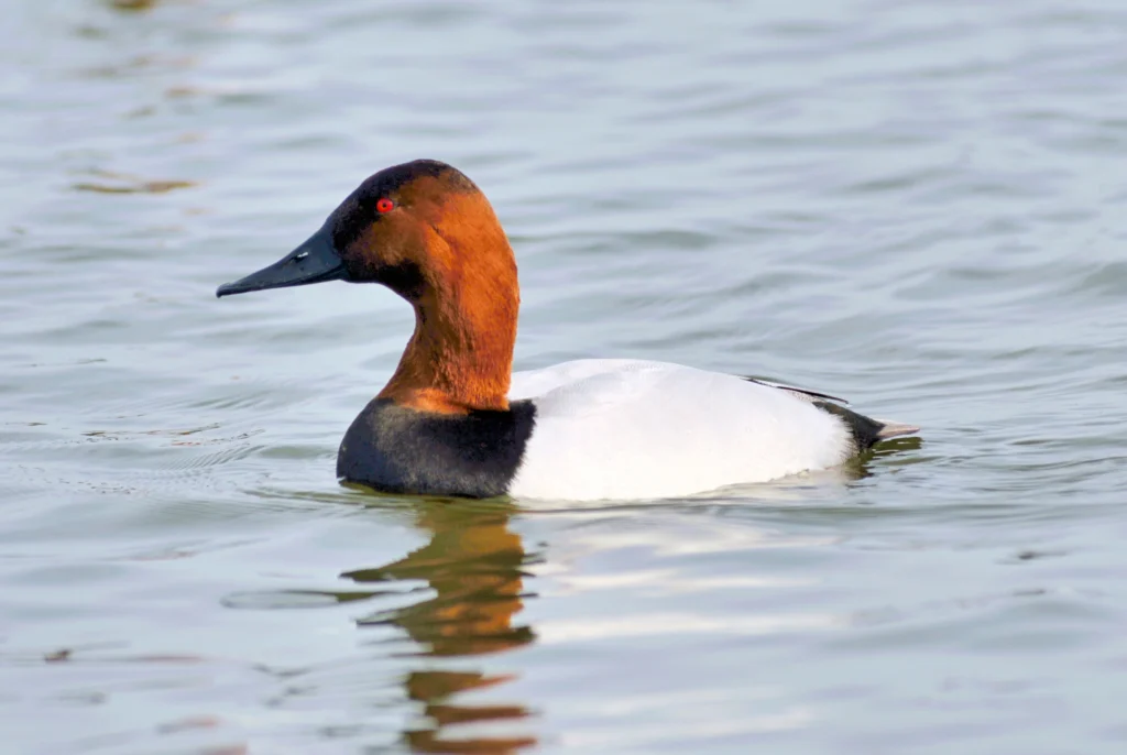 Canvasback male. Photo by Bob Balestri.