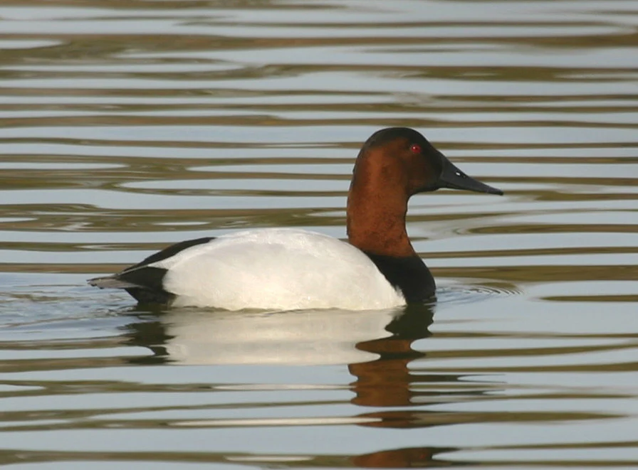 Canvasback male. Photo by Gary Smyle.