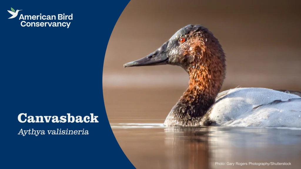 Canvasback video thumbnail.