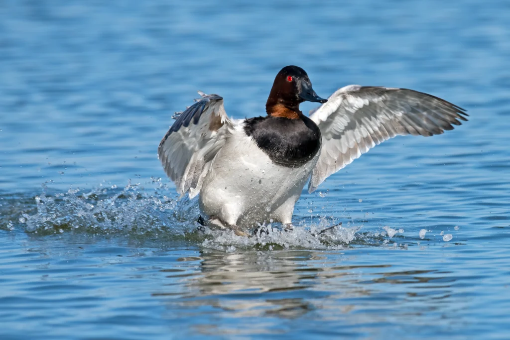 Canvasback male. Photo by Brian E Kushner, Shutterstock.