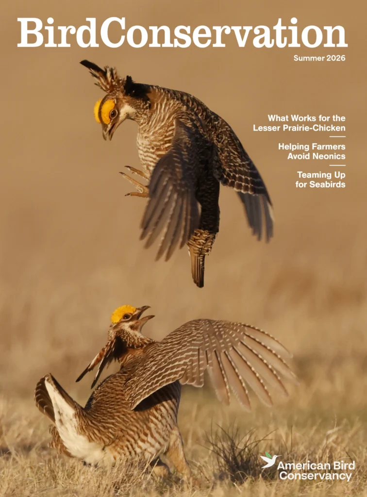 Graphic Cover of two Lesser Prairie-Chickens, one in flight and one on the ground with a grassland field behind them. Cover of the Summer 2026 issue of Bird Conservation Magazine by American Bird Conservancy.