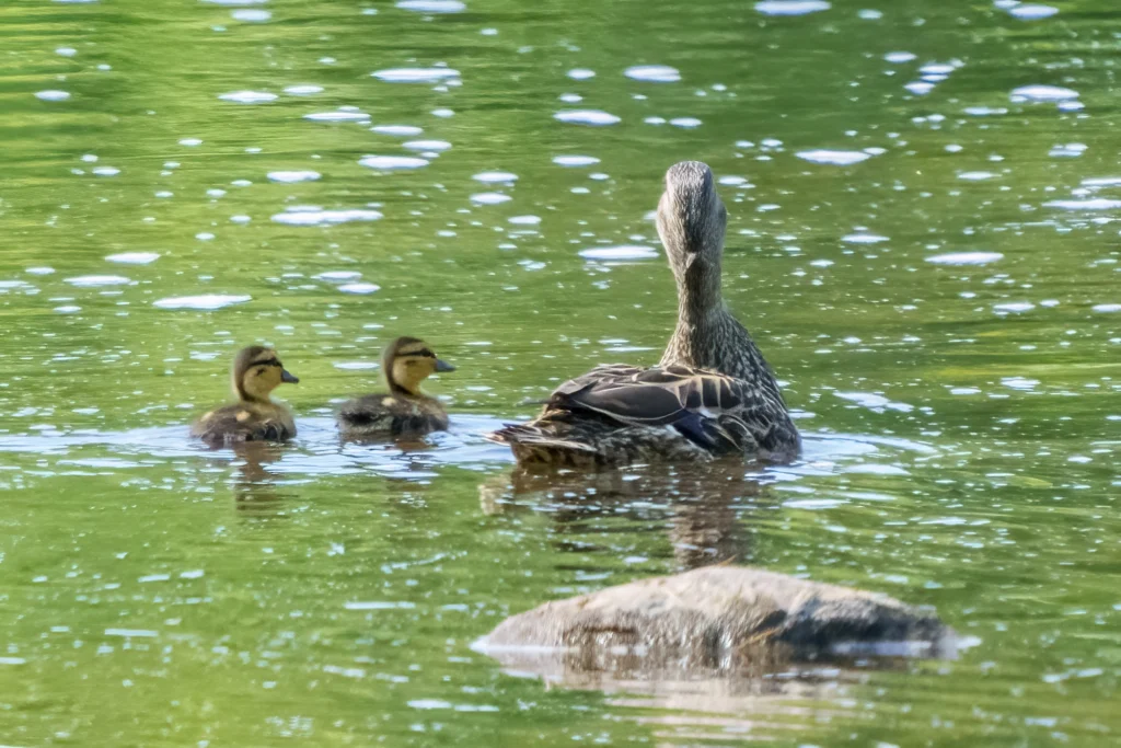 Mallard female and ducklings. Photo by Larry Master, masterimages.org
