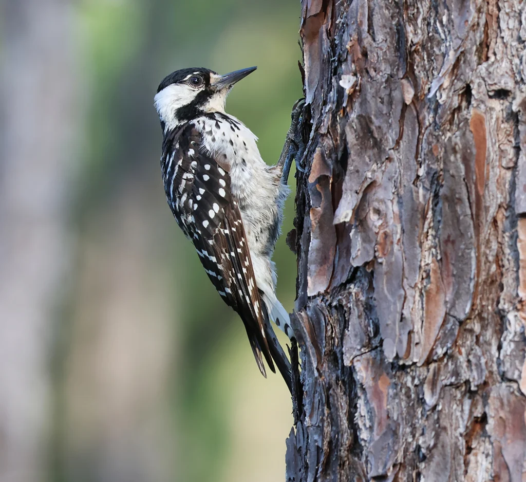 Red-cockaded Woodpecker. Photo by Jean Blom, Shutterstock.