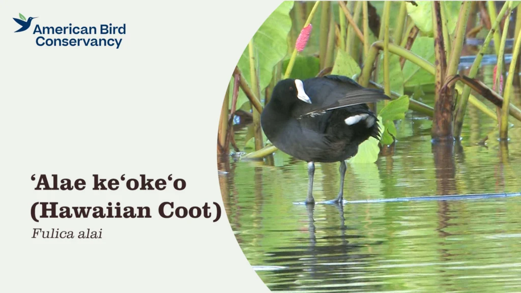Hawaiian Coot video thumbnail.