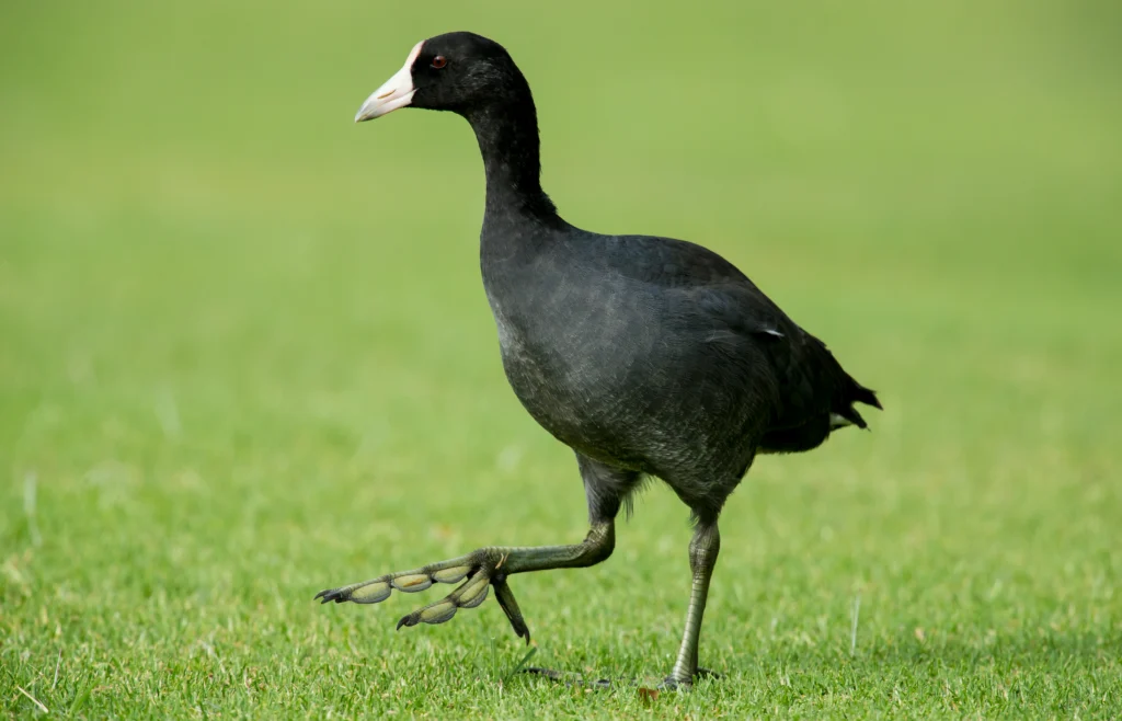 Hawaiian Coot. Photo by Warren Metcalf, Shutterstock.